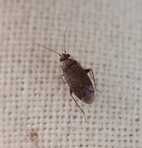Réf. 261 563 : Phoenicocoris obscurellus
